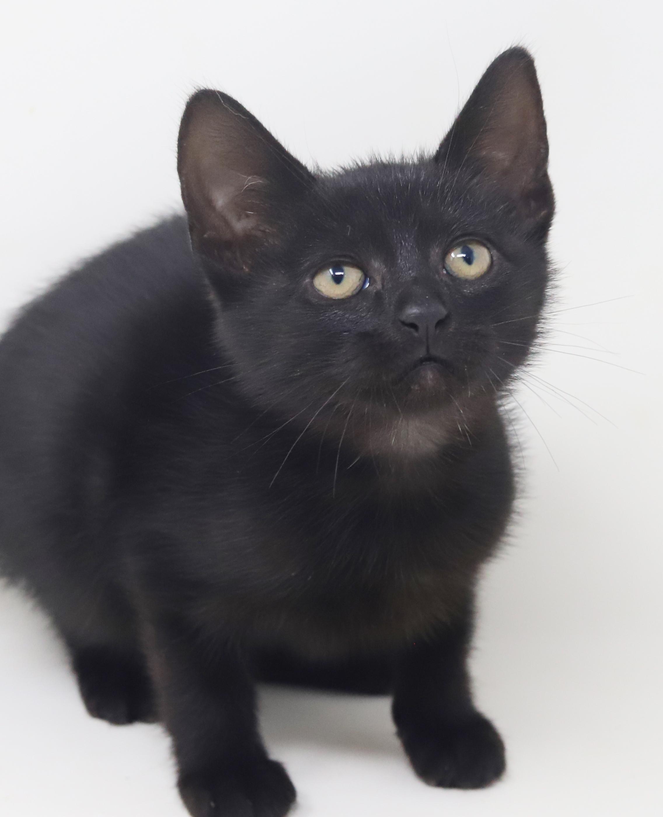 Persephone Is Princess Purrfection! thumbnail 3