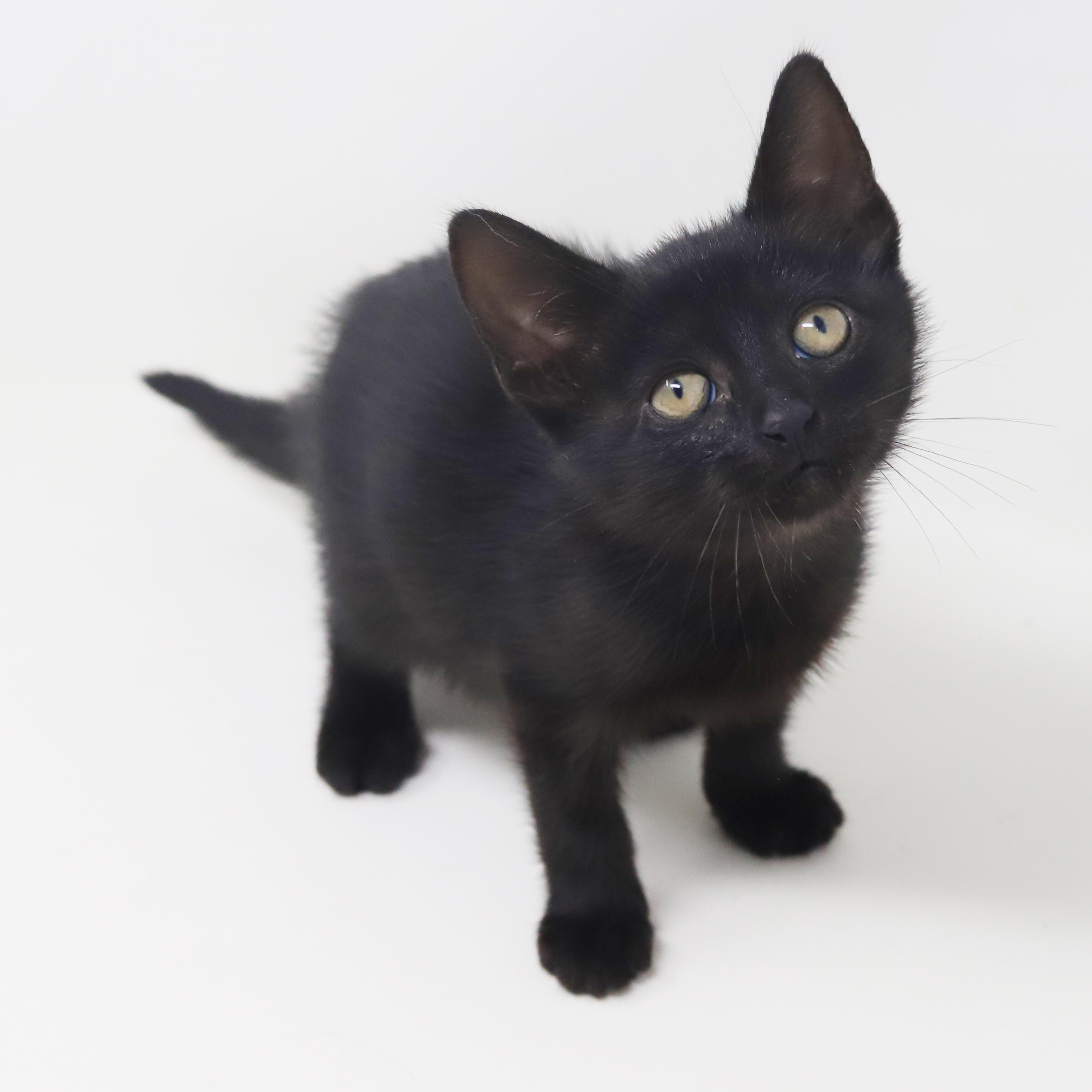 Persephone Is Princess Purrfection! thumbnail 4