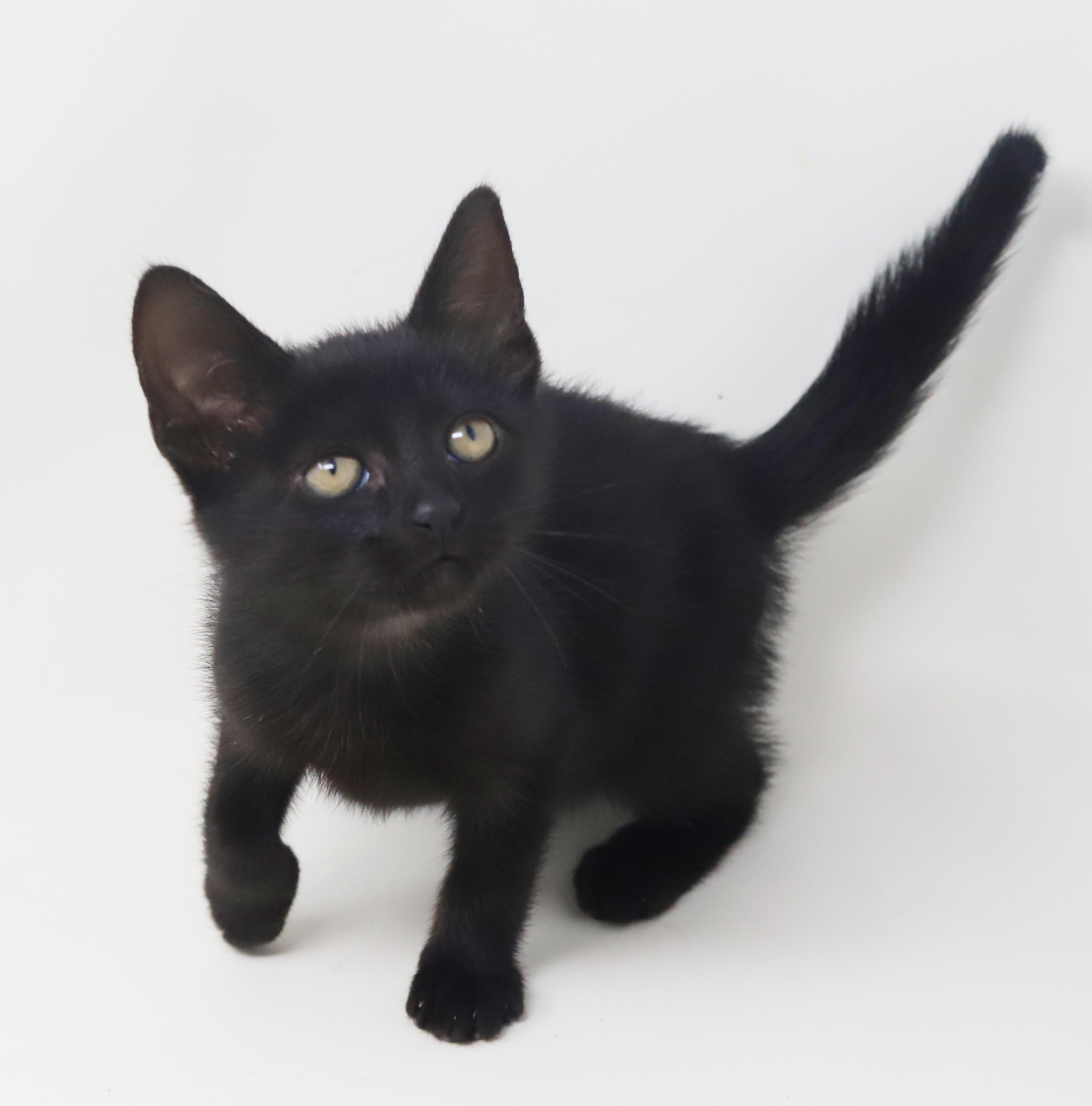 Persephone Is Princess Purrfection! thumbnail 2