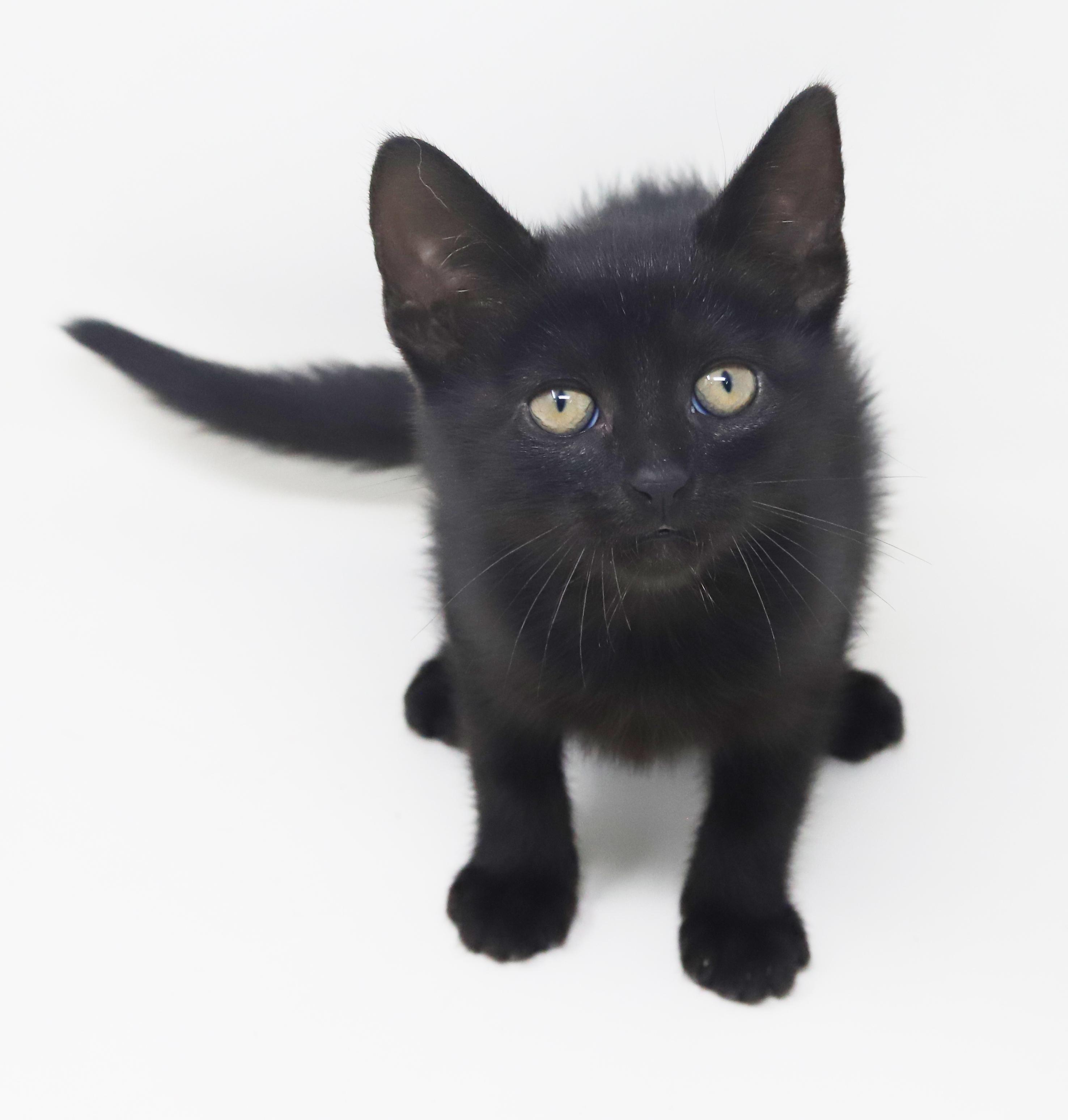 Persephone Is Princess Purrfection! thumbnail 6