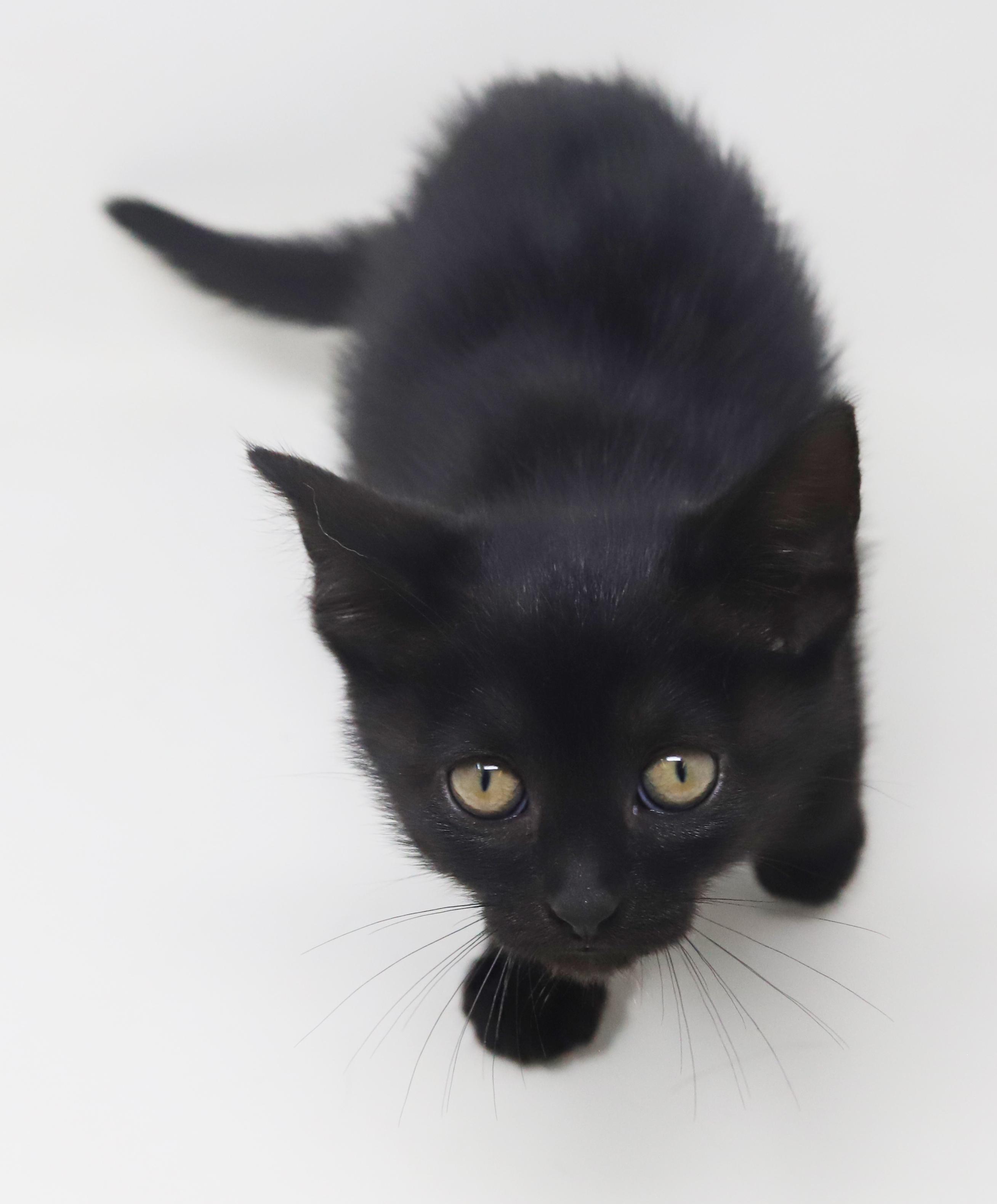 Persephone Is Princess Purrfection! thumbnail 5