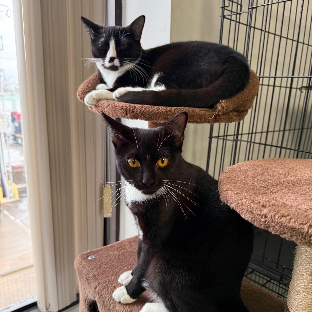 Betsy, Adoptable, Young Female American Shorthair.