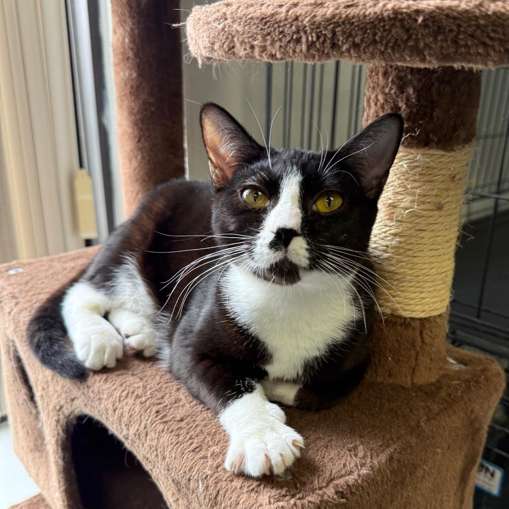 Enlarge Betsy, a Adoptable American Shorthair in Houston, TX image 2/6