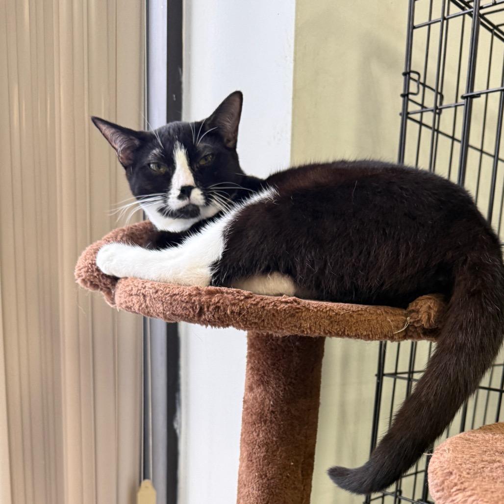 Enlarge Betsy, a Adoptable American Shorthair in Houston, TX image 3/6