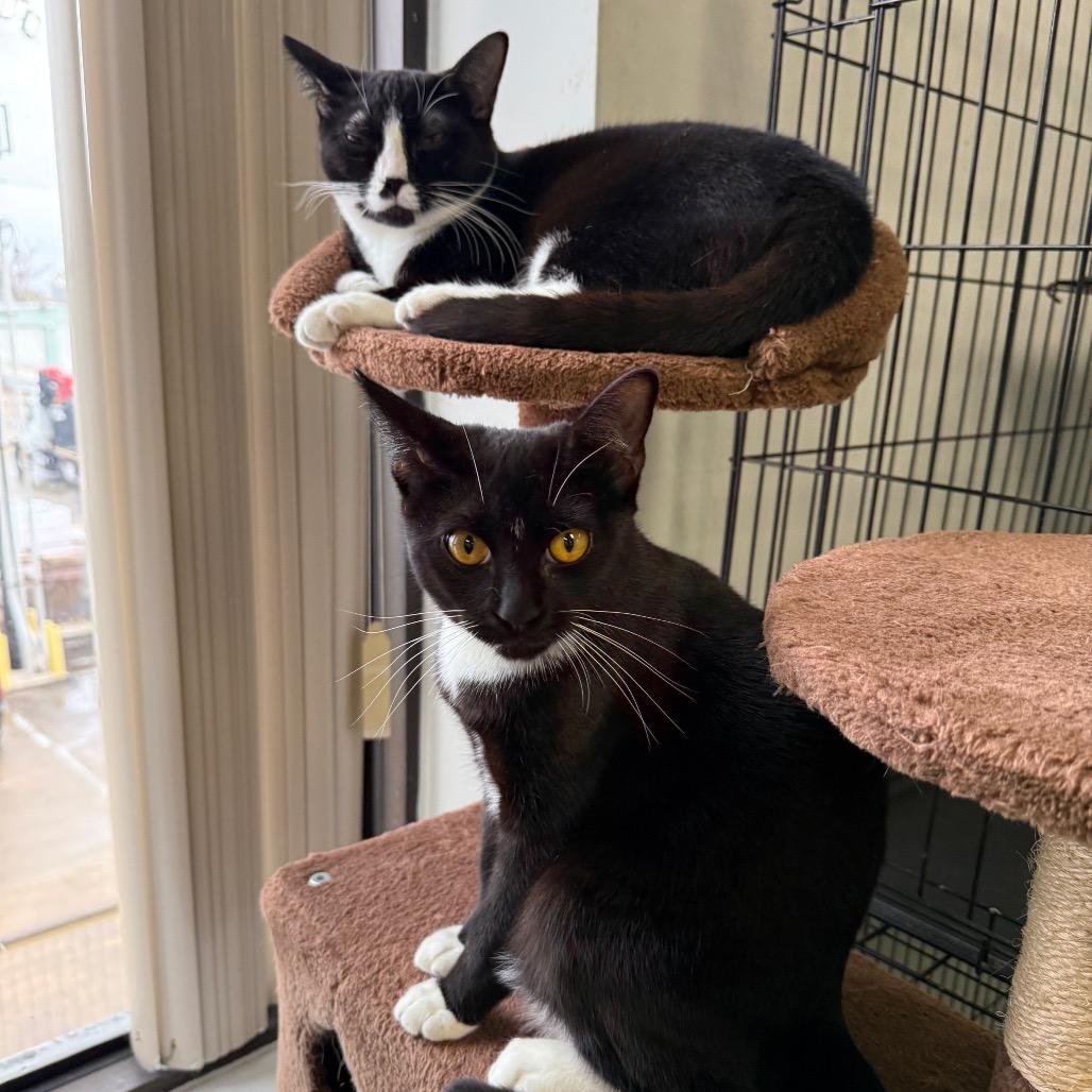 Enlarge Betsy, a Adoptable American Shorthair in Houston, TX image 4/6