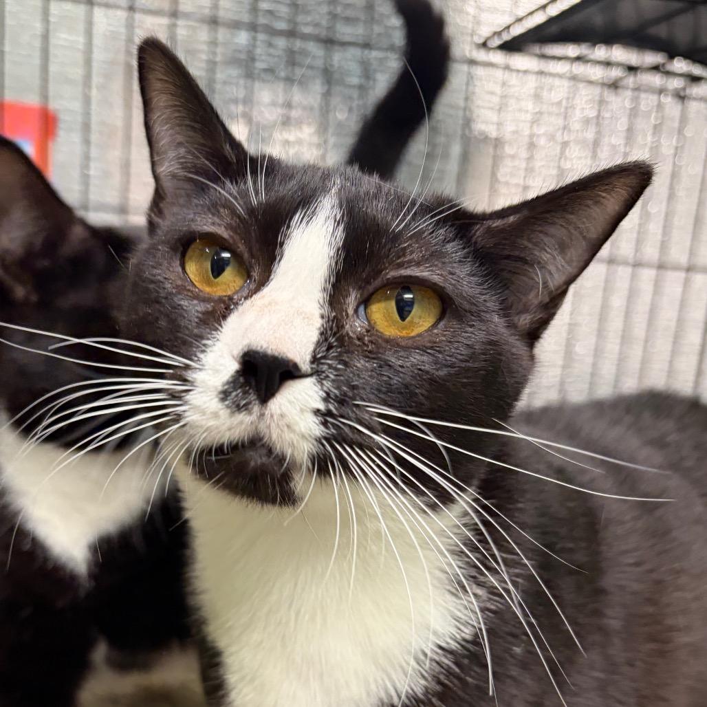 Enlarge Betsy, a Adoptable American Shorthair in Houston, TX image 6/6