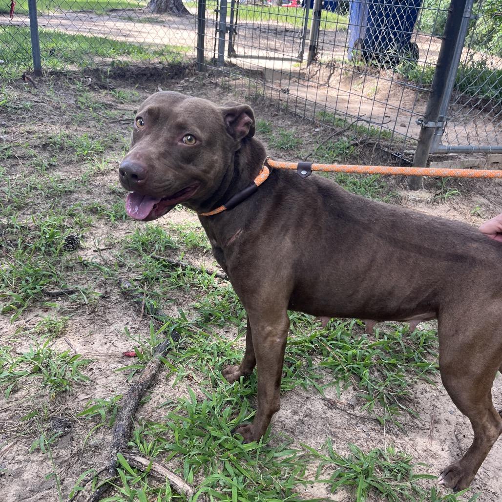 Enlarge Shirley temple, a Adoptable mixed breed in Palestine, TX image 2/3
