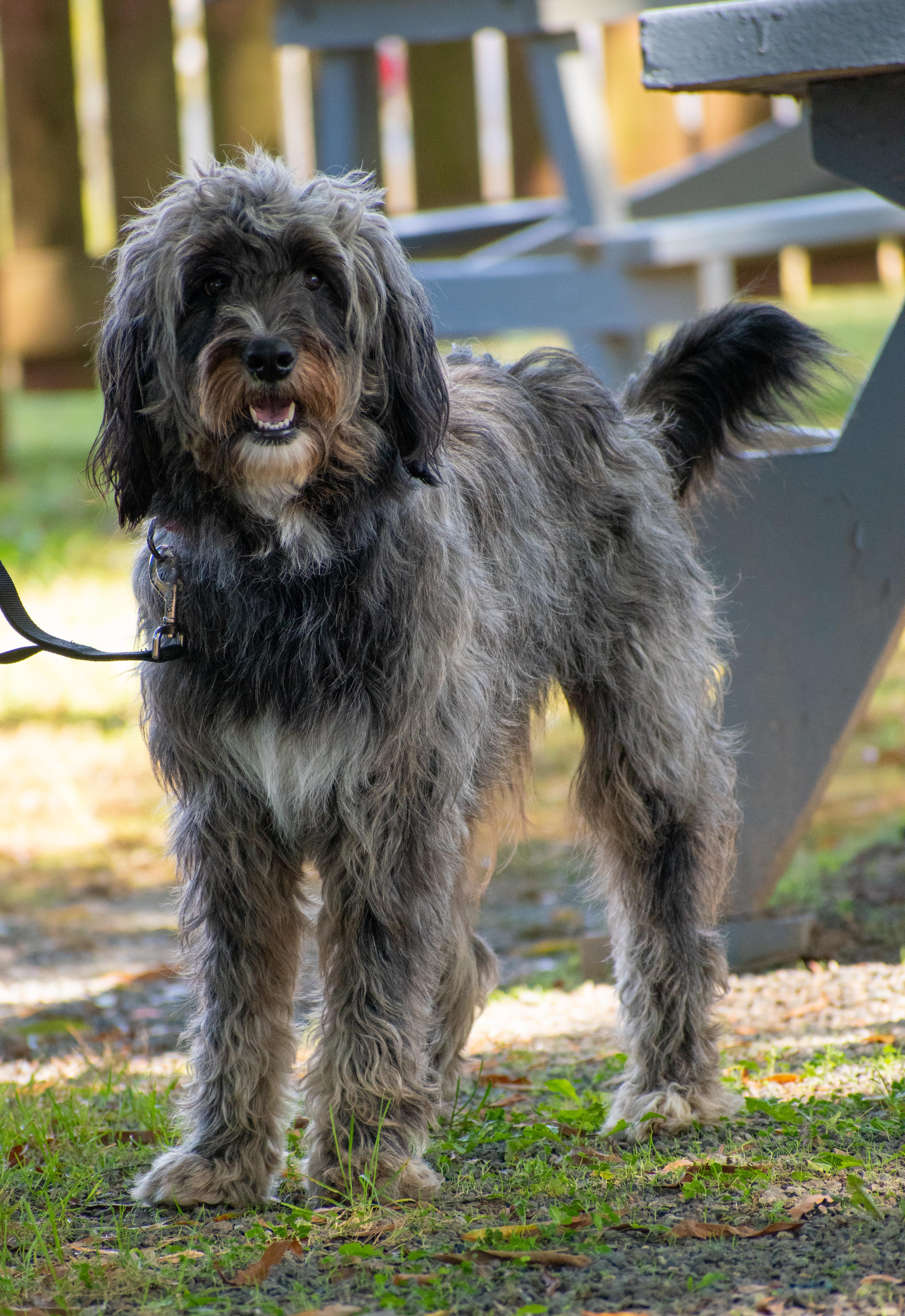 Swiffer, Adopted, Young Female Briard.