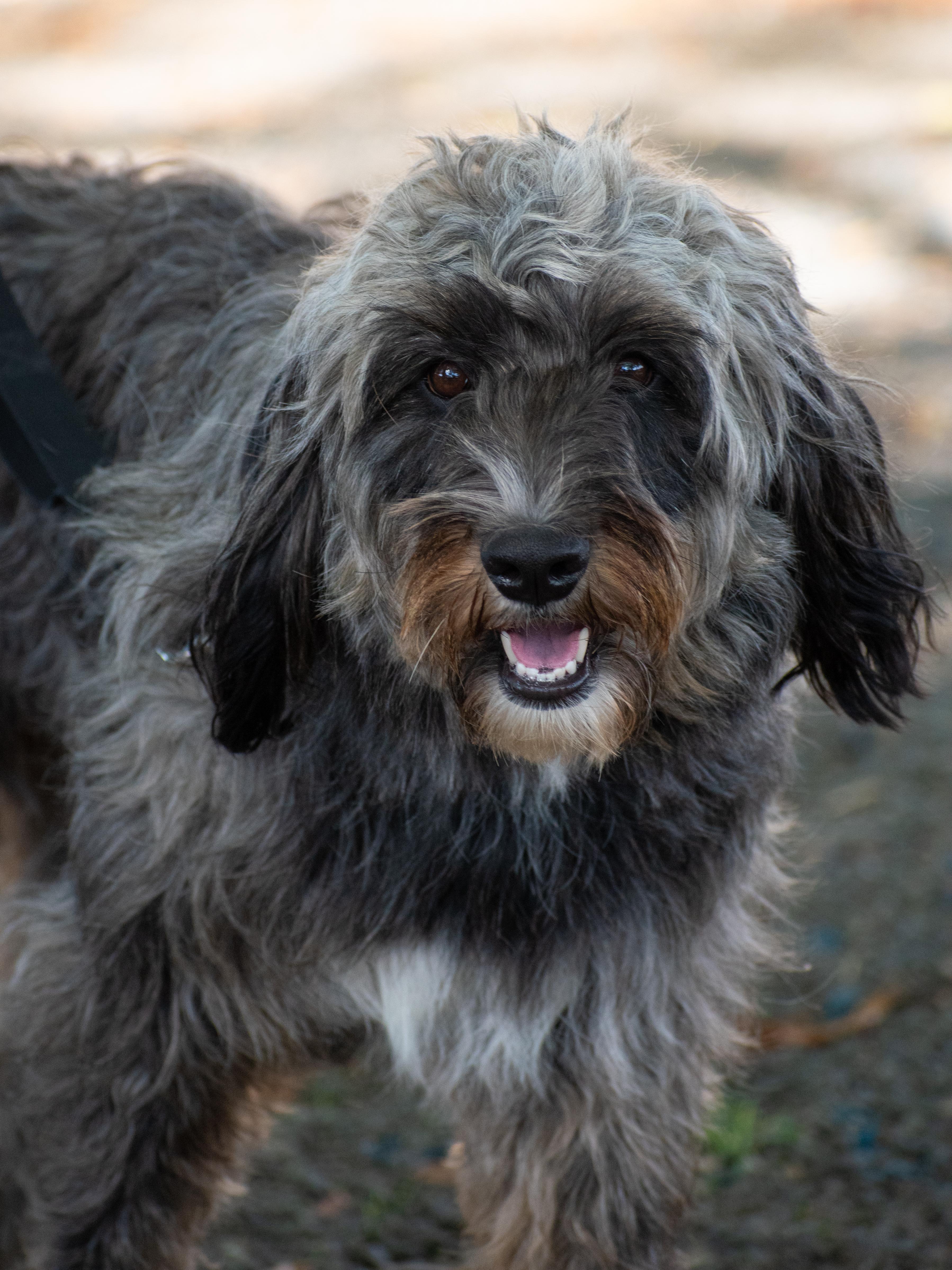 Swiffer - pending adoption!, an adoptable Briard in Lewisville, NC, 27023 | Photo Image 1