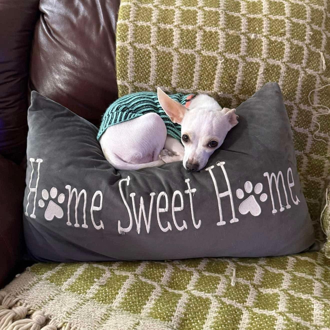 Winnie, an adopted Chihuahua in Las Vegas, NV image 3/3