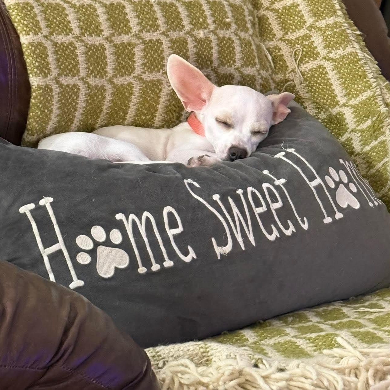Winnie, an adopted Chihuahua in Las Vegas, NV image 1/3