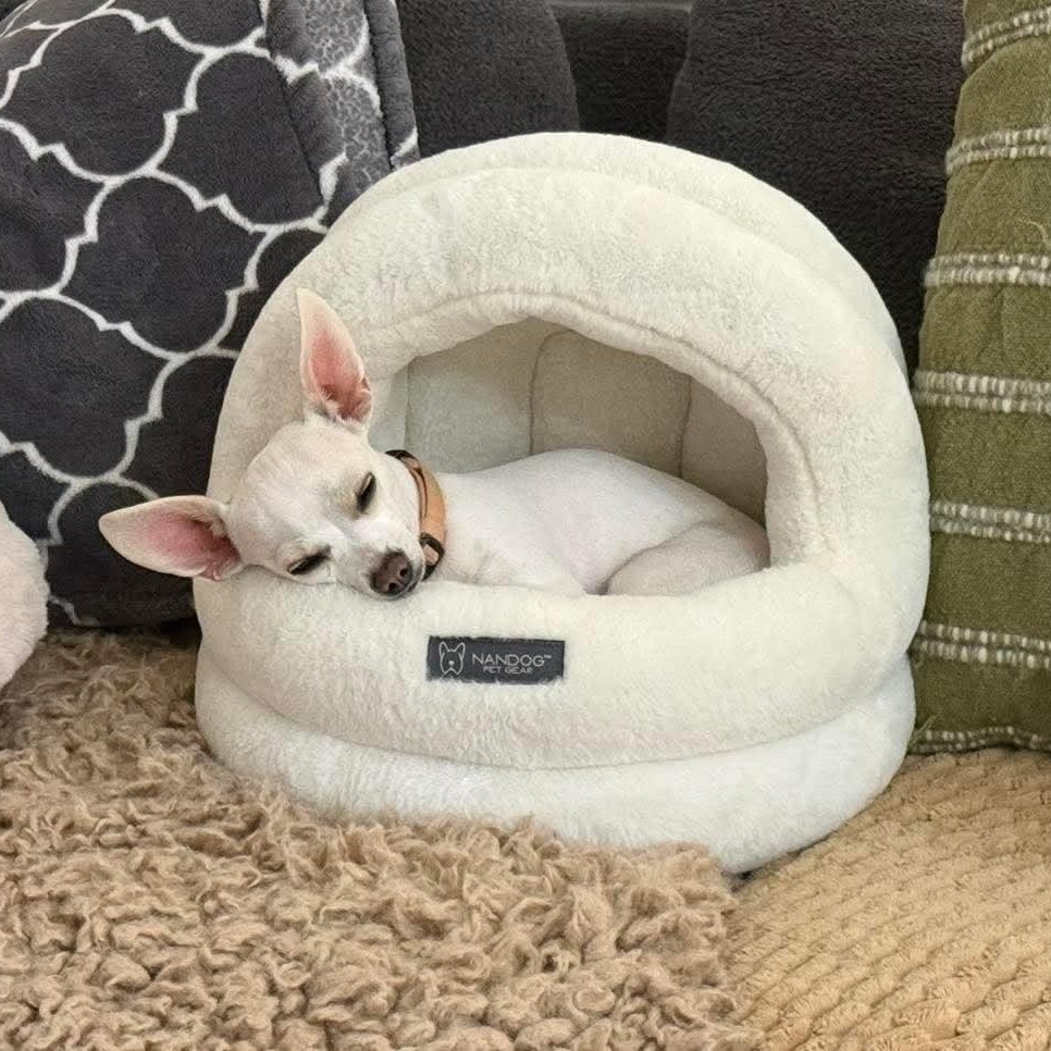 Winnie, an adopted Chihuahua in Las Vegas, NV image 2/3