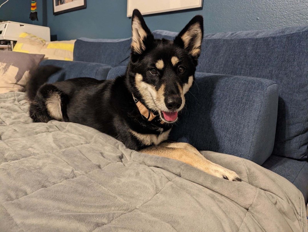 Kaia, Adoptable, Senior Female Jindo.