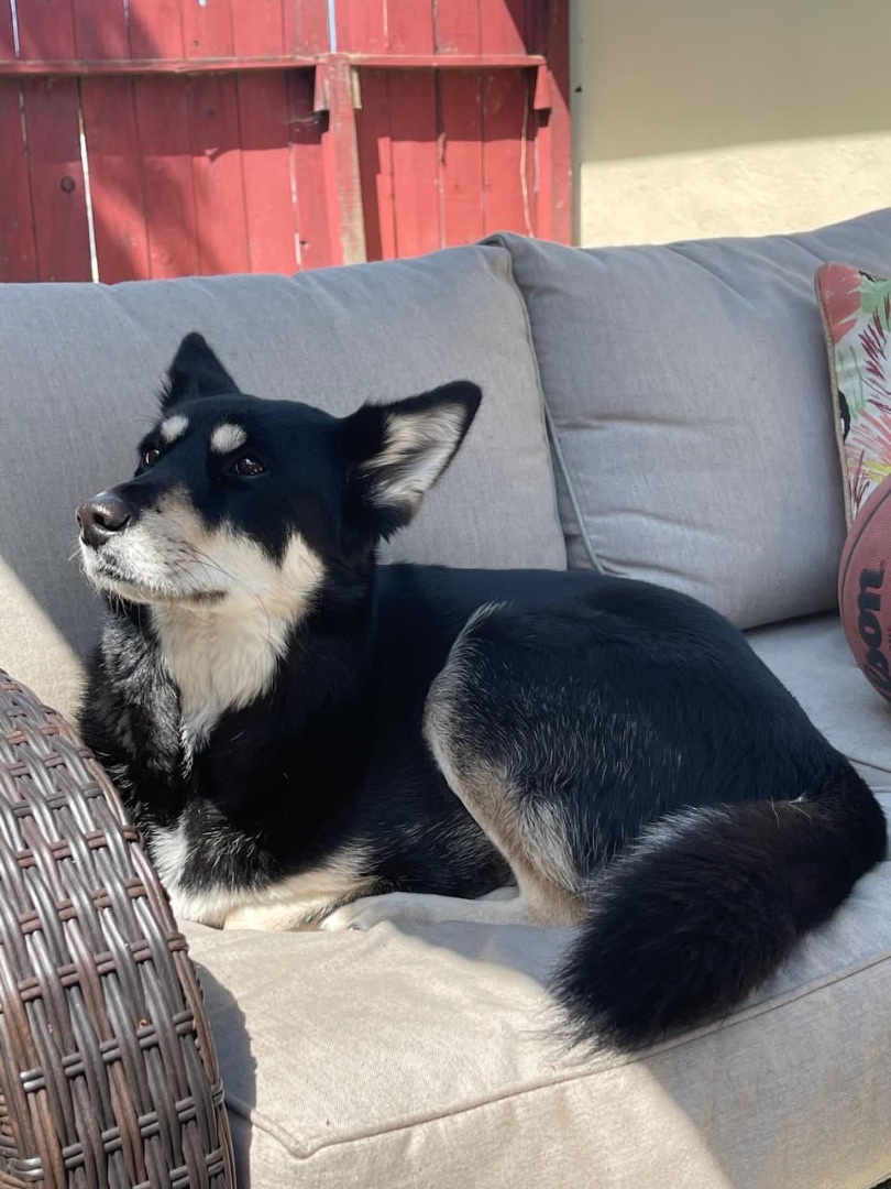 Enlarge Kaia, a Adoptable mixed breed in San Jose, CA image 2/16