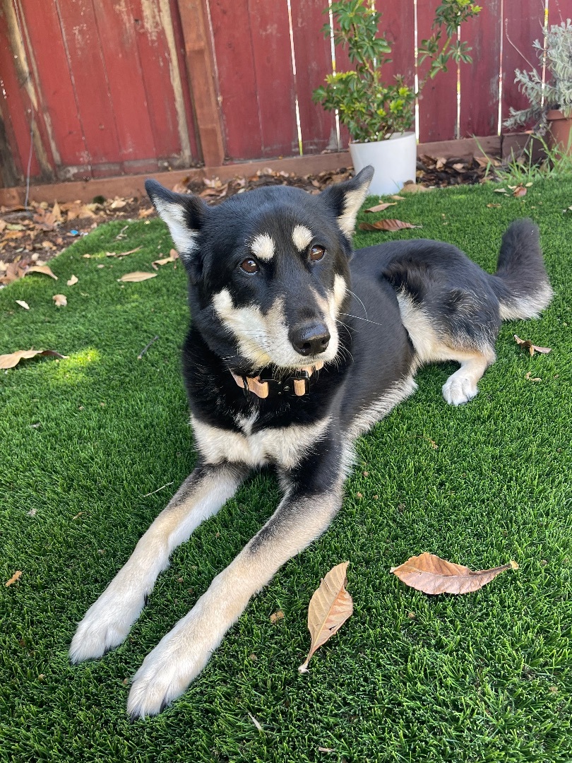 Enlarge Kaia, a Adoptable mixed breed in San Jose, CA image 4/16