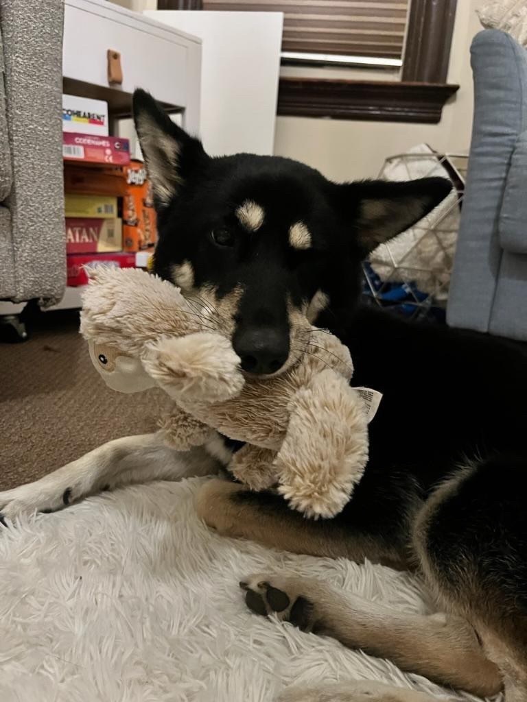 Enlarge Kaia, a Adoptable mixed breed in San Jose, CA image 5/16