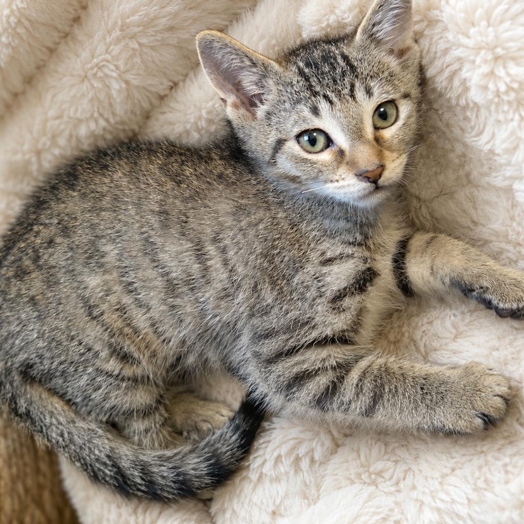 Truffle, Adoptable, Kitten Male Domestic Short Hair.