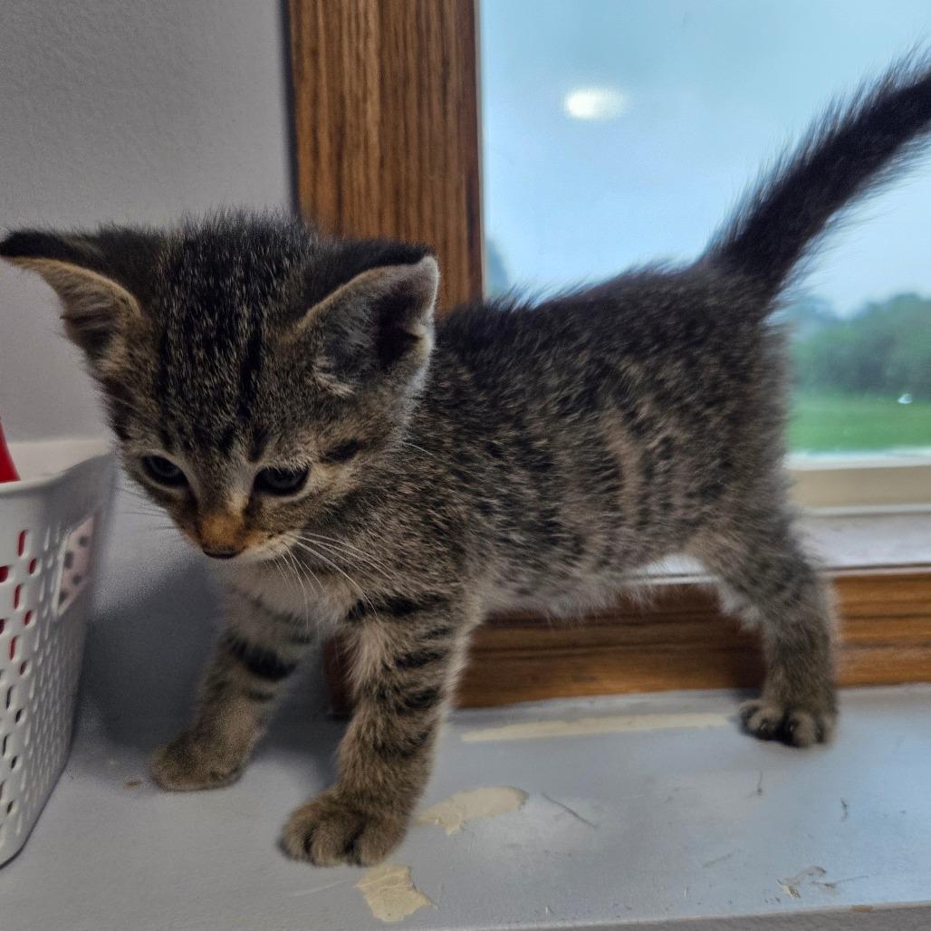 Enlarge Truffle, a Adoptable Domestic Short Hair in Chaska, MN image 2/6