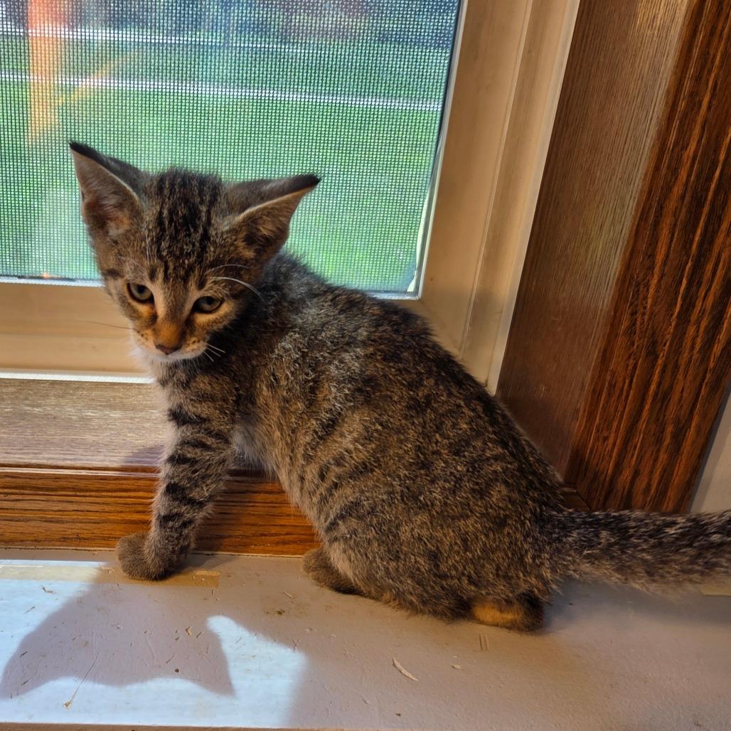 Enlarge Truffle, a Adoptable Domestic Short Hair in Chaska, MN image 3/6