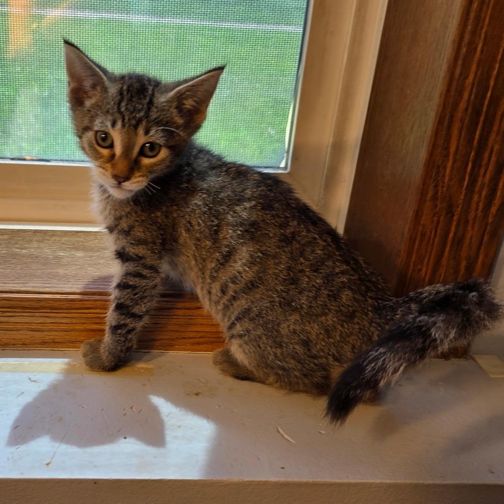 Enlarge Truffle, a Adoptable Domestic Short Hair in Chaska, MN image 4/6