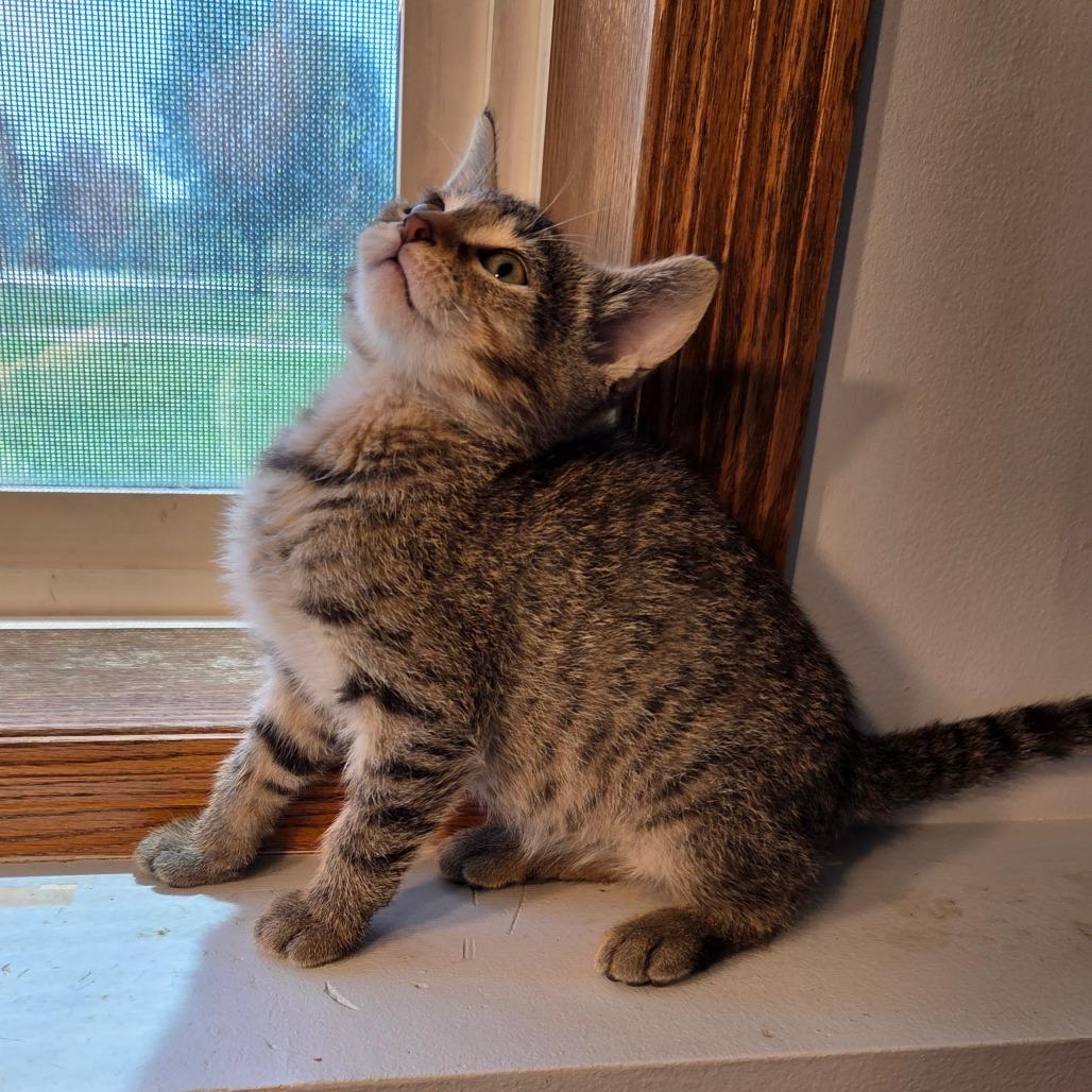 Enlarge Truffle, a Adoptable Domestic Short Hair in Chaska, MN image 5/6