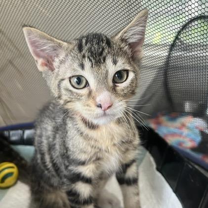 Enlarge Truffle, a Adoptable Domestic Short Hair in Chaska, MN image 6/6