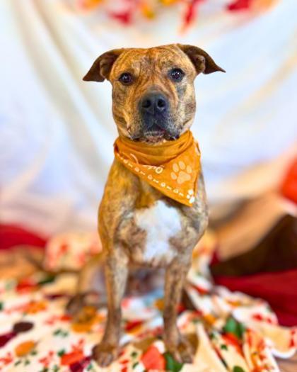 Enlarge Sid, a Adoptable mixed breed in Portola, CA image 1/3
