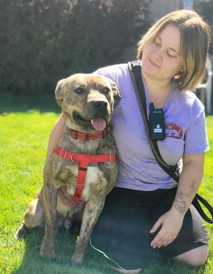 Enlarge Sid, a Adoptable mixed breed in Portola, CA image 2/3