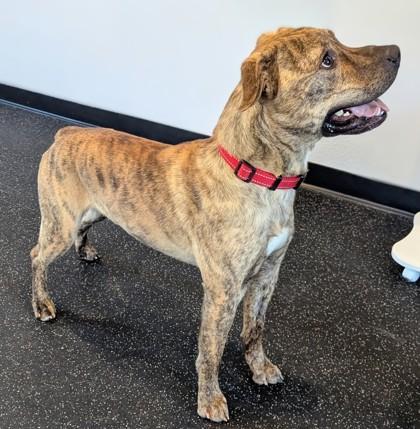 Enlarge Sid, a Adoptable mixed breed in Portola, CA image 1/3