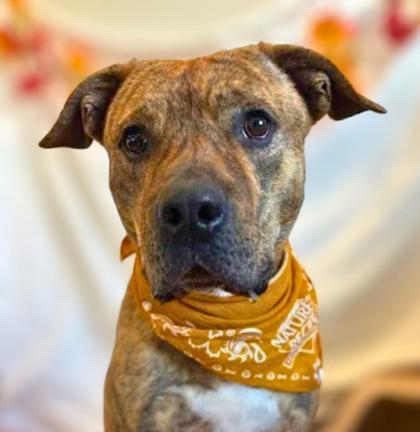 Enlarge Sid, a Adoptable mixed breed in Portola, CA image 3/3