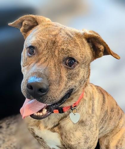 Enlarge Sid, a Adoptable mixed breed in Portola, CA image 3/3