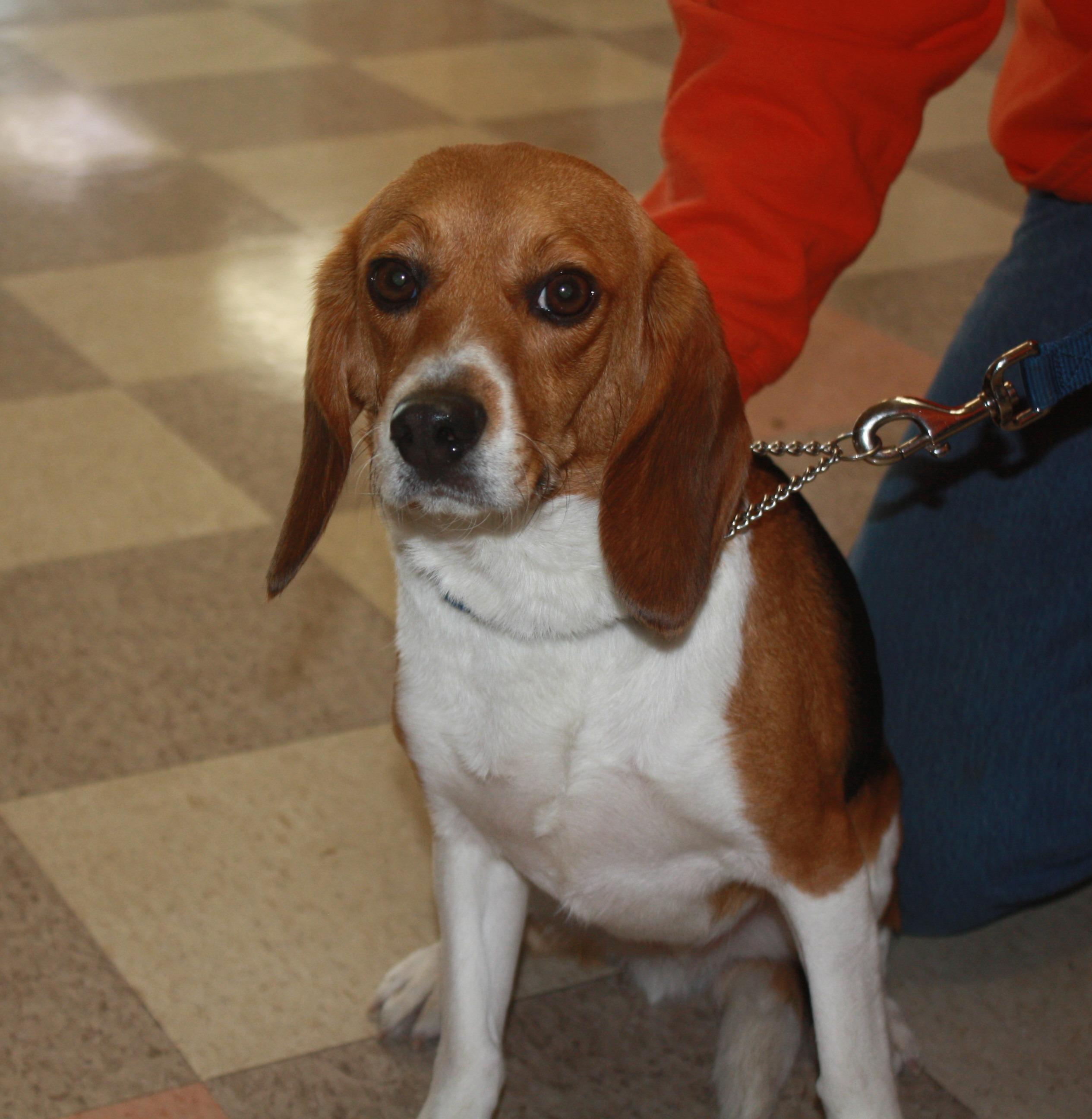 Charlie, Adoptable, Adult Male Beagle.