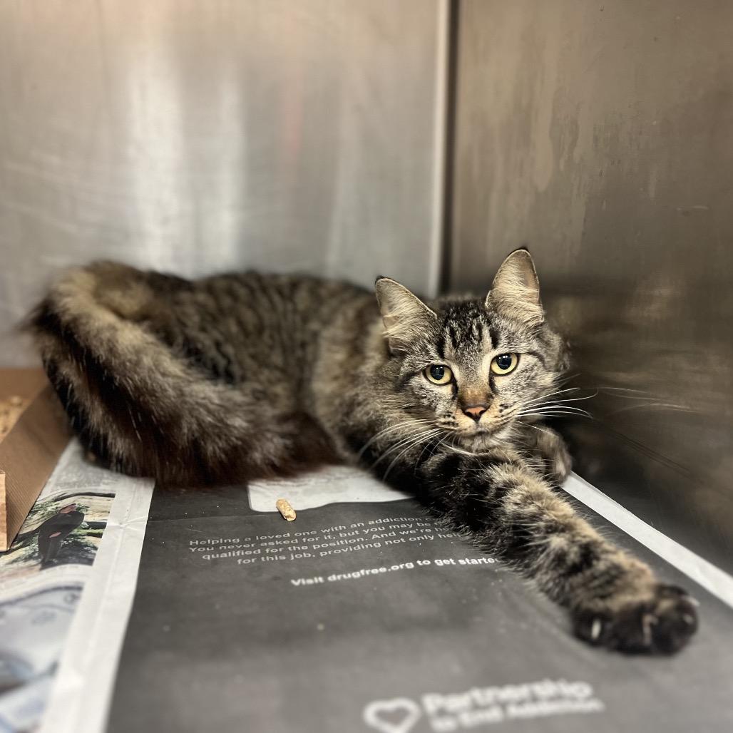 Short Stack — thumbnail 2