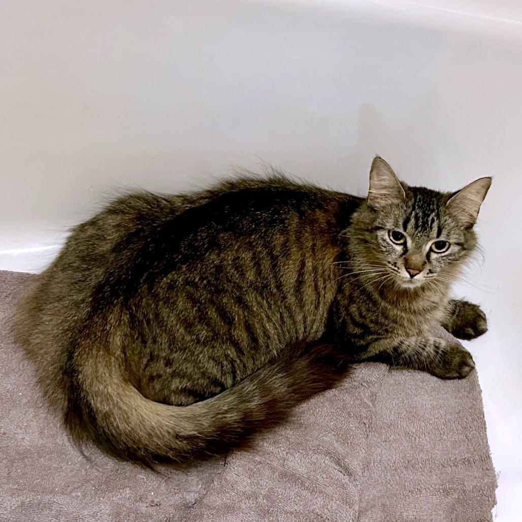 Short Stack — thumbnail 3