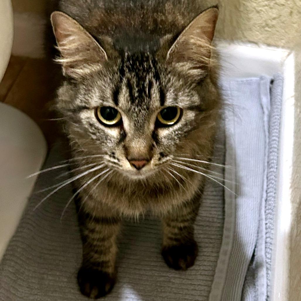 Short Stack — thumbnail 4