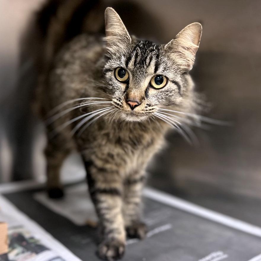 Short Stack — thumbnail 5