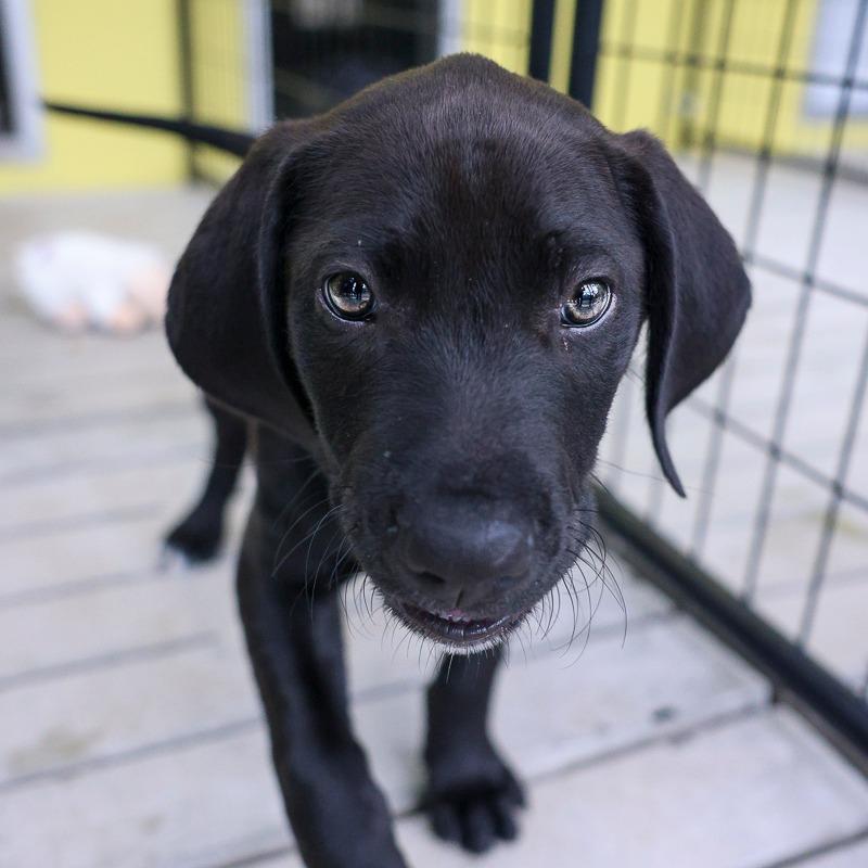 Faith Hill, Adoptable, Puppy Female Black Labrador Retriever & German Shorthaired Pointer.