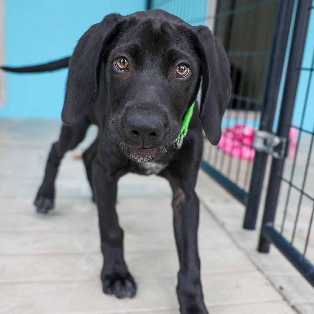 Enlarge Faith Hill, a Adoptable mixed breed in Bradenton, FL image 2/2