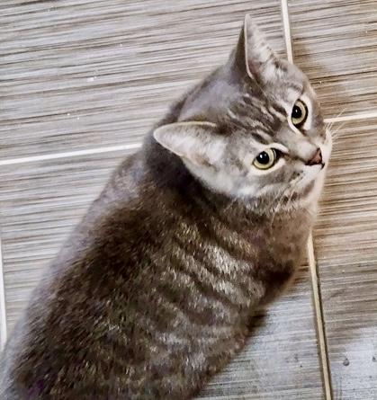 Stephanie, ADOPTABLE, Adult Female Tabby & Domestic Short Hair.
