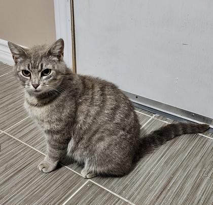 Stephanie, a ADOPTABLE mixed breed in Toronto, ON image 3/6
