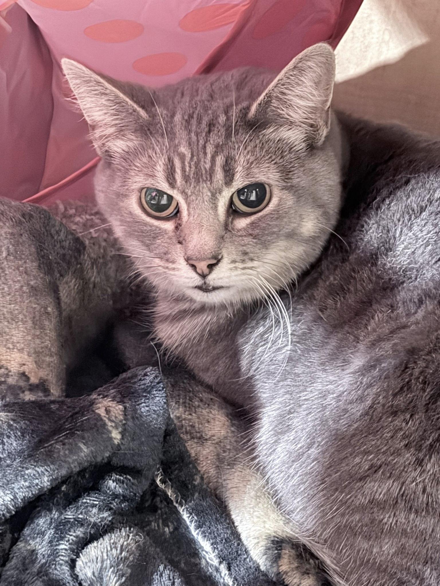 Stephanie, a ADOPTABLE mixed breed in Toronto, ON image 5/6