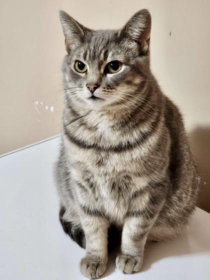 Stephanie, a ADOPTABLE mixed breed in Toronto, ON image 2/6