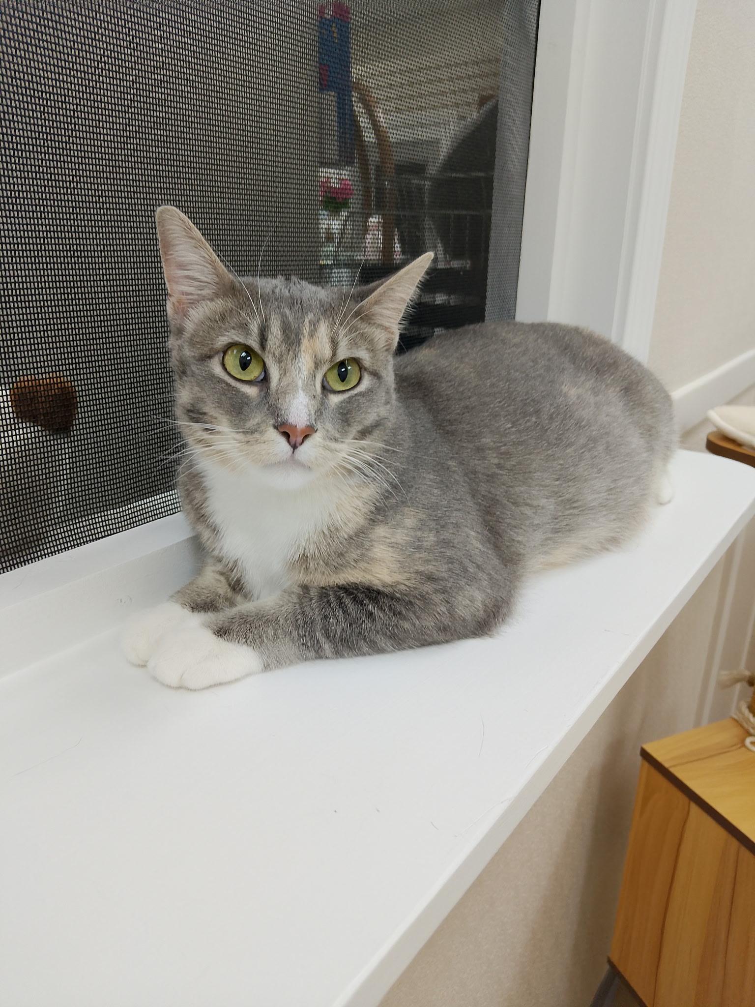 Enlarge Lacey, a ADOPTABLE Domestic Short Hair in Tulsa, OK image 1/1