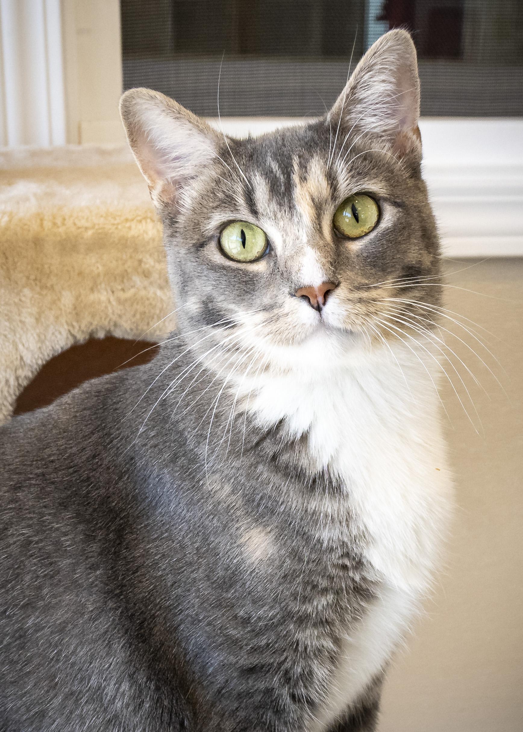Lacey, ADOPTABLE, Young Female Domestic Short Hair.