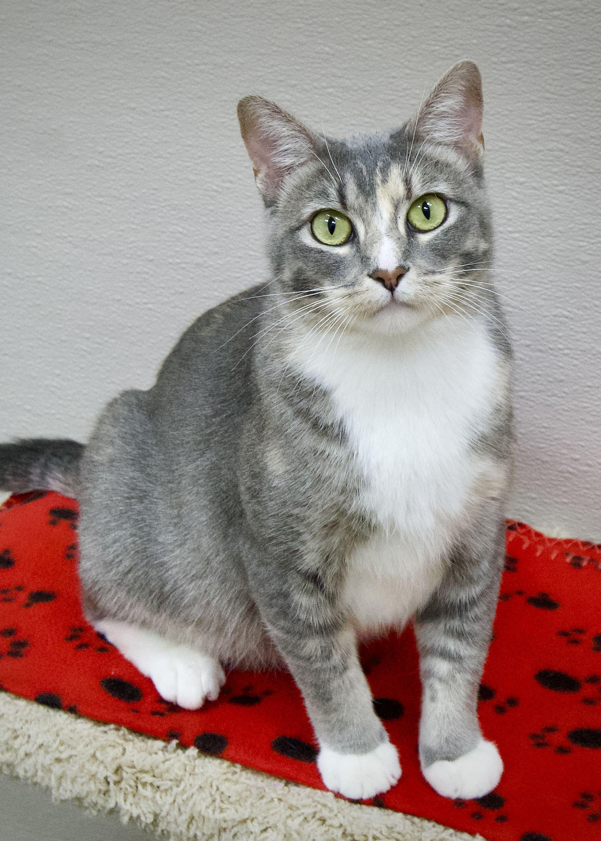 Lacey, ADOPTABLE, Young Female Domestic Short Hair.
