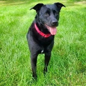 Valerie 21026, Adoptable, Adult Female Black Labrador Retriever & Mixed Breed.