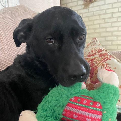 Enlarge Valerie 21026, a Adoptable mixed breed in Minneapolis, MN image 2/6