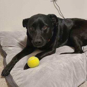 Enlarge Valerie 21026, a Adoptable mixed breed in Minneapolis, MN image 3/6