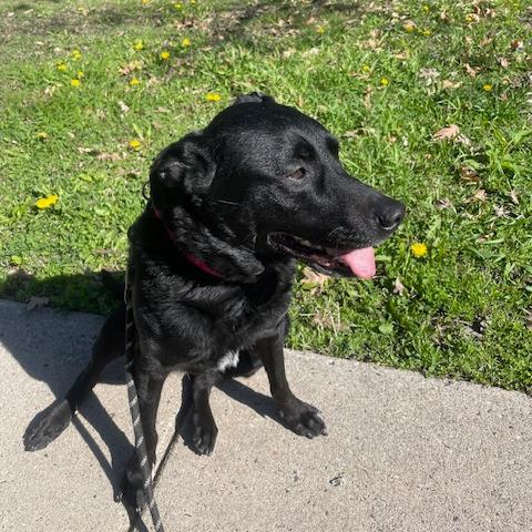 Enlarge Valerie 21026, a Adoptable mixed breed in Minneapolis, MN image 4/6