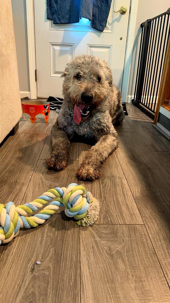 Enlarge Rosie, a Adopted Labradoodle in Mora, MN image 2/2